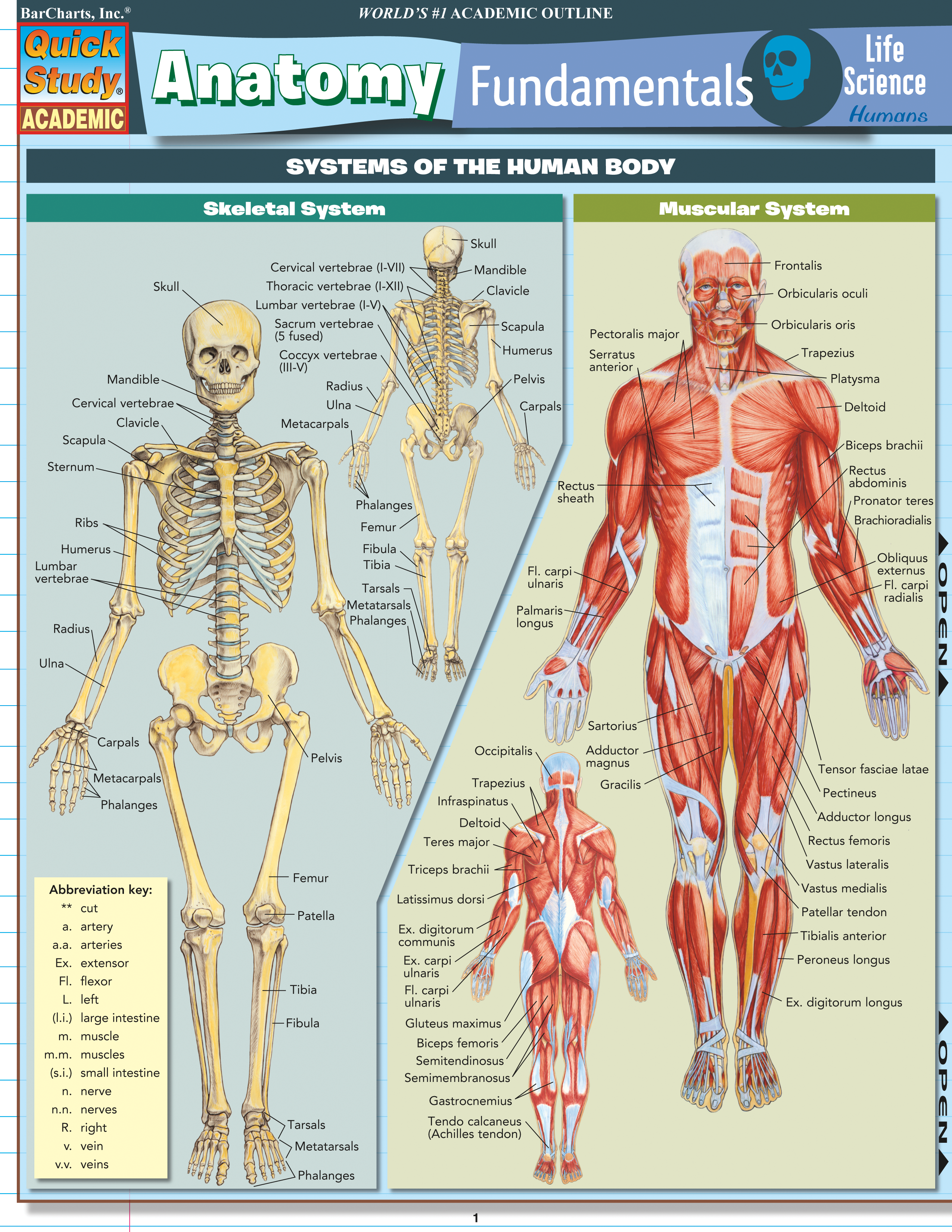 Anatomy Fundamentals