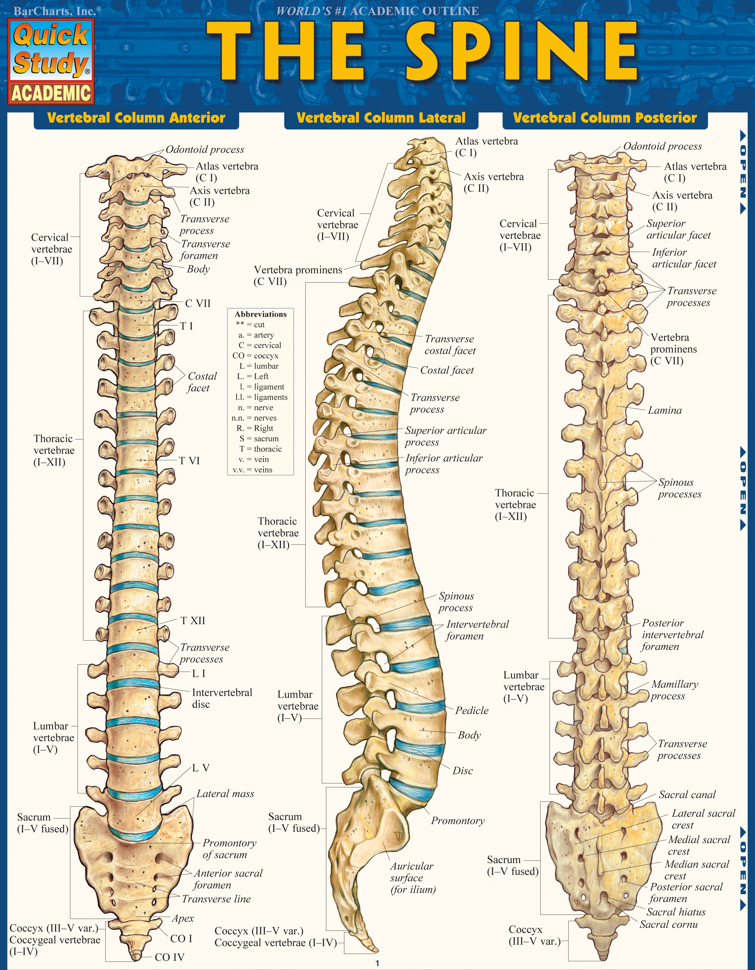 The Spine