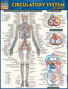 Quick Study: Academic: Circulatory System: Advanced