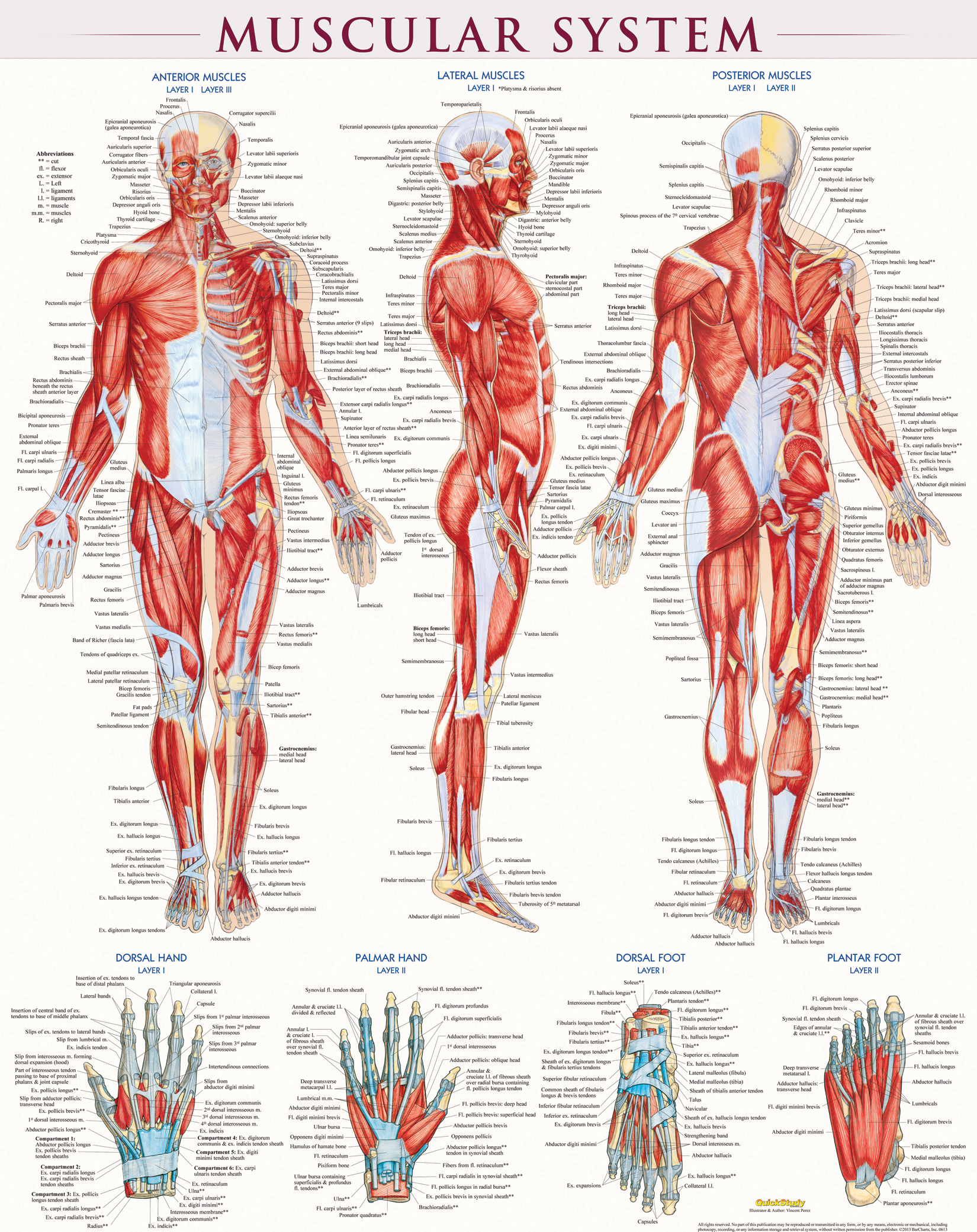 Muscular System