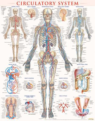 Circulatory System