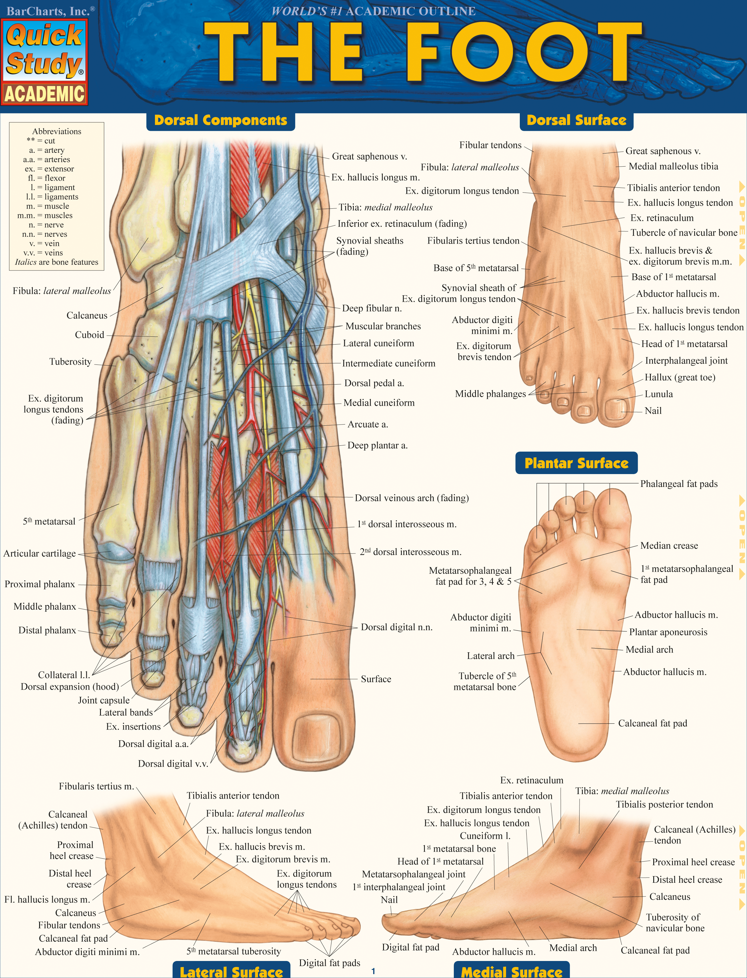 The Foot