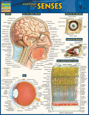 Anatomy of the Senses : Quickstudy Laminated Reference Guide (Edition 2)