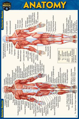 Anatomy Pocket-Sized Reference Guide (4x6 Inches) (Edition 2)