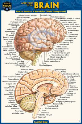 Anatomy of the Brain (Pocket-Sized Edition - 4x6 Inches) (Edition 2)