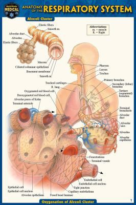 Anatomy of the Respiratory System (Pocket-Sized Edition - 4x6 inches)