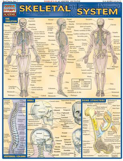 SKELETAL SYSTEM