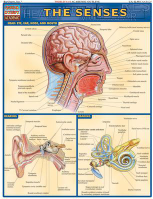 SENSES
