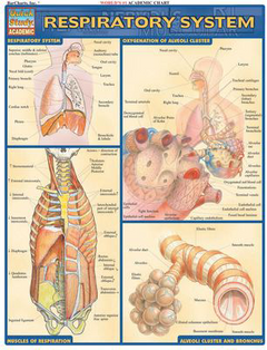 RESPIRATORY SYSTEM