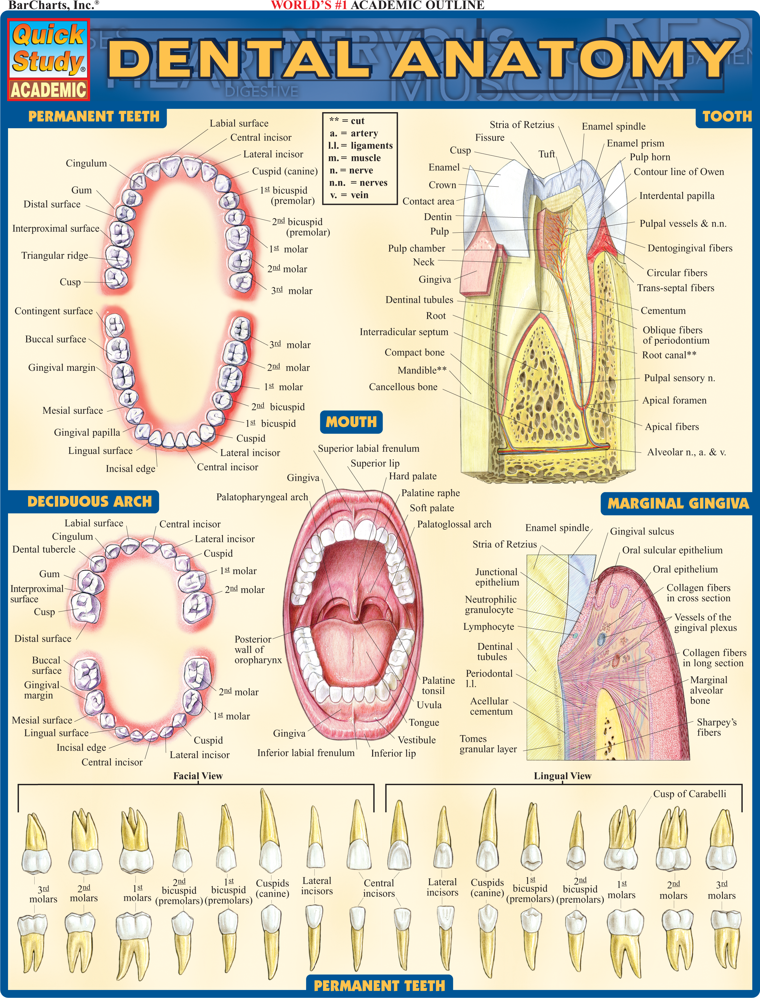 Dental Anatomy