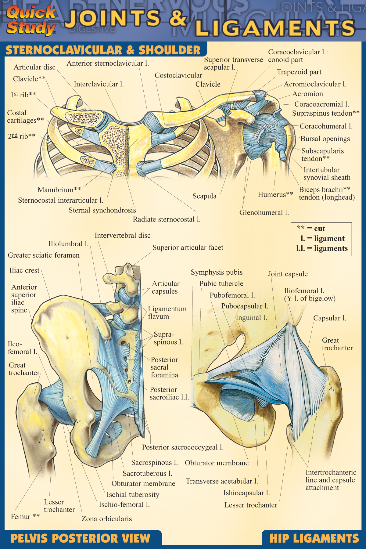 Joints & Ligaments