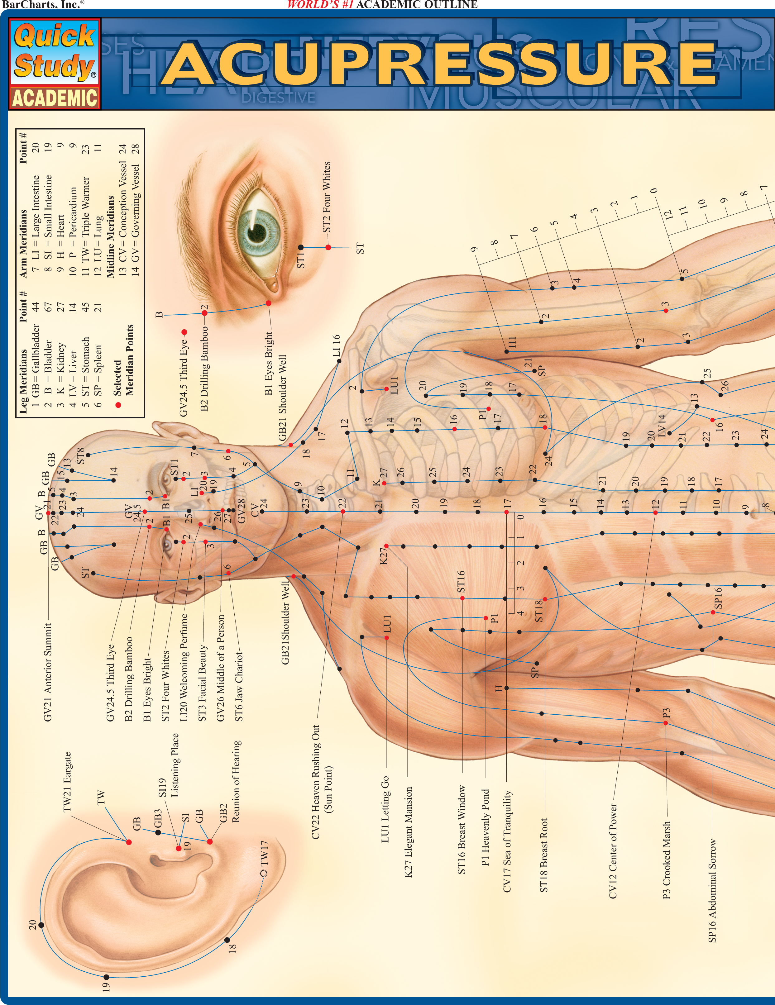 Acupressure Laminate Reference Chart